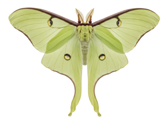 Isolated pale green Luna moth displaying translucent wings and striking eyespots on its wings