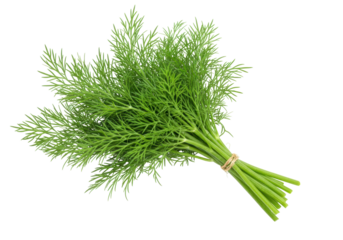 Isolated bundle of fresh dill, aromatic greenery for cooking, culinary ingredient