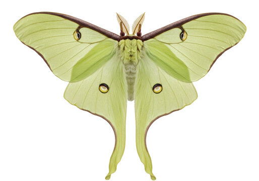 Isolated pale green Luna moth displaying translucent wings and striking eyespots on its wings