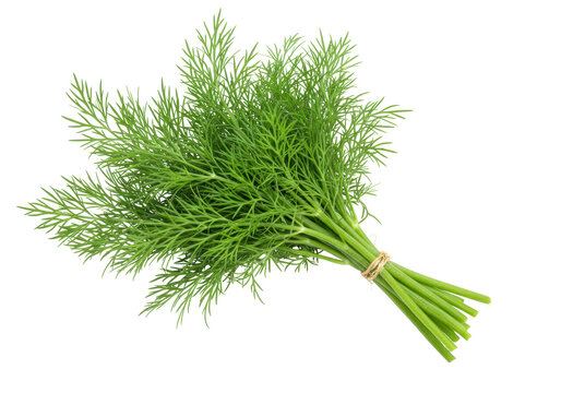 Isolated bundle of fresh dill, aromatic greenery for cooking, culinary ingredient