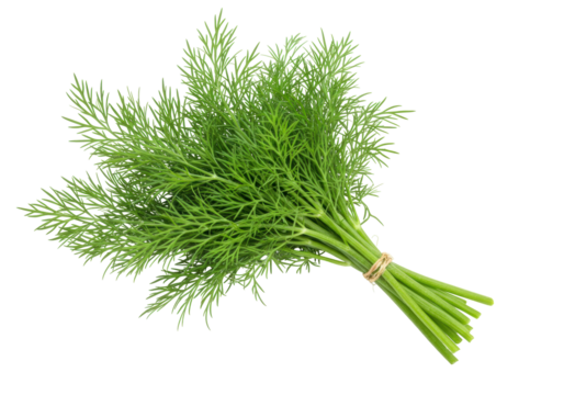 Isolated bundle of fresh dill, aromatic greenery for cooking, culinary ingredient