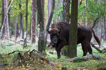 Stado żubrów w starym jesiennym lesie