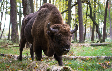 Stado żubrów w starym jesiennym lesie
