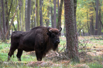 Stado żubrów w starym jesiennym lesie