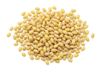 Isolated pile of dry hulled barley grains, cereal crop seeds and grains of barleycorn