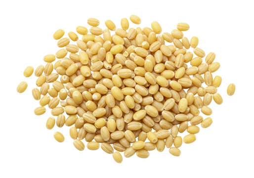 Isolated pile of dry hulled barley grains, cereal crop seeds and grains of barleycorn