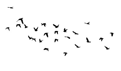 Flying birds silhouette flock. hand drawing. Not AI. Vector illustration.