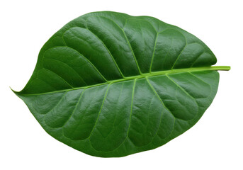 Isolated single coffee leaf for design resources, healthy nature theme, fresh botanical item
