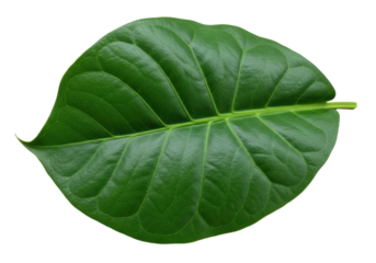 Isolated single coffee leaf for design resources, healthy nature theme, fresh botanical item