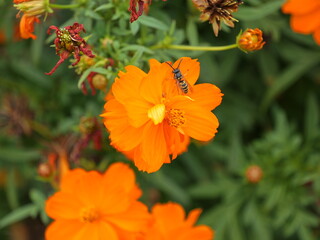 Bright orange sulphur cosmos flower with wasp on petal. Close-up of. Natural detail, copyspace.
