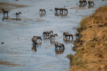 a herd of zebras crossing a river