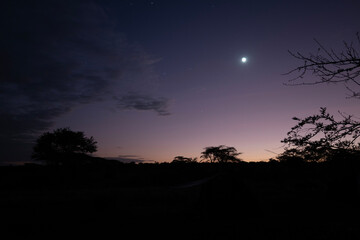 silhouette of trees in the african bush with the moon and stars
