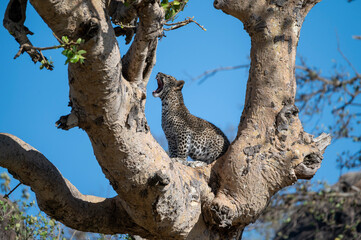 baby leopard cub resting in a tree