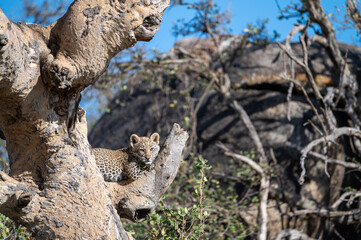 baby leopard cub resting in a tree
