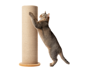 Tabby Cat Stretching and Scratching a Beige Post isolated on a transparent background