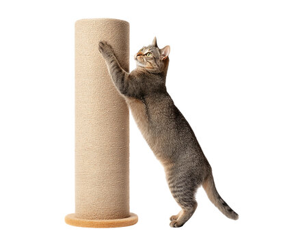 Tabby Cat Stretching and Scratching a Beige Post isolated on a transparent background