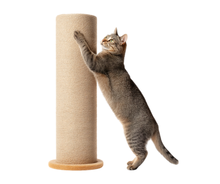 Tabby Cat Stretching and Scratching a Beige Post isolated on a transparent background