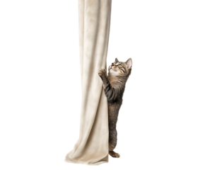 Mischievous Tabby Kitten Climbing Soft Beige Fabric isolated on a transparent background