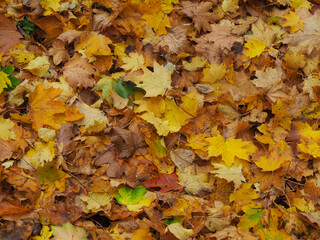 Herbstlaub