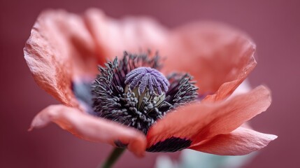 Close-up of vibrant red poppy flower with detailed stamen on soft pink background. Veterans Day, Remembrance Day