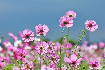 光が通り抜けるコスモスの後ろ姿