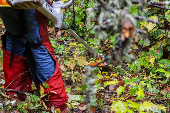 Canada, 26 September 2025 : Worker uses brushcutter clearing dense undergrowth wearing safety red chaps