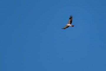 Booted eagle flying high in a deep blue sky