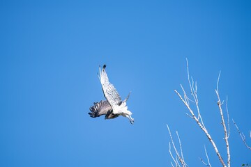 Short-toed eagle in full flight, against a blue sky.