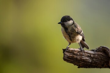 Obraz premium Great tit perched on a rough branch with blurred green background