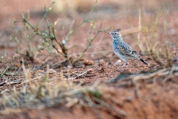 Crested lark standing on dry ground with scattered twigs and stems