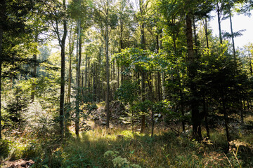 ampia vista panoramica in controluce di un vasto e selvaggio bosco di faggi e abeti nella Slovenia occidentale, di giorno, sotto un cielo sereno, a inizio autunno