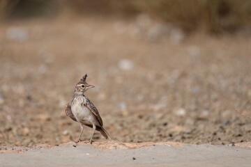 Crested lark standing on dry ground with scattered twigs and stems