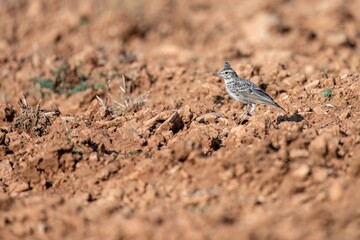 Crested lark standing on dry ground with scattered twigs and stems