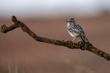 Thekla's lark perched on a lichen-covered branch