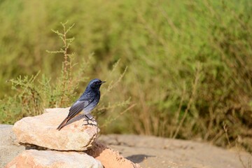 Black redstart male perched on sunlit rock in natural surroundings