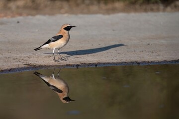 Female northern wheatear standing still near a calm water surface