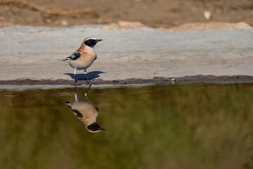 Female northern wheatear standing still near a calm water surface