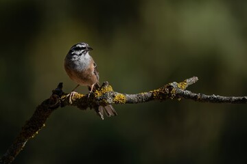 Rock bunting perched on lichen-covered branch with dark natural background