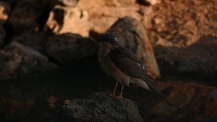 Eurasian sparrowhawk standing on rock by water with intense orange eyes