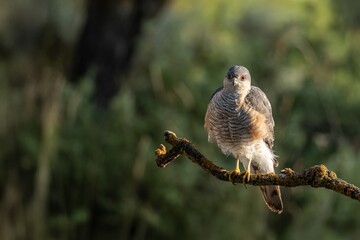 Eurasian sparrowhawk perched on branch with intense gaze and warm forest light