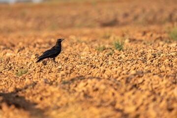 Rook walking across sunlit plowed field with vibrant earthy tones