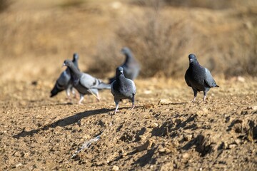 Rock doves (Columba livia) walking in group across dry and open terrain