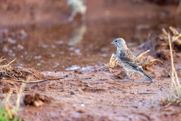 Common linnet (Linaria cannabina) standing on damp red earth near a puddle