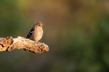 Common chaffinch (Fringilla coelebs) perched on branch with warm natural light