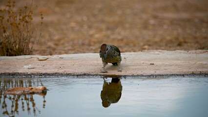European green woodpecker reflected in calm water near dry vegetation