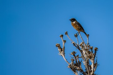 European stonechat perched on a dry branch in natural open landscape