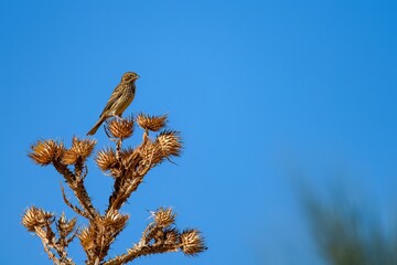 Corn bunting perched on dry thistle plant under clear blue sky
