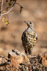 Mistle thrush standing on rocky ground in warm natural light
