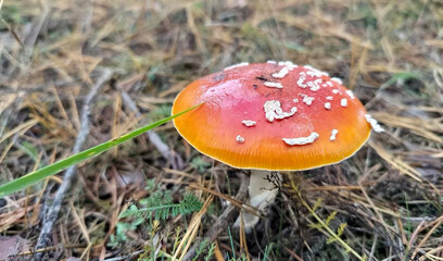 Vibrant Fly Agaric Mushroom on a Forest Floor
