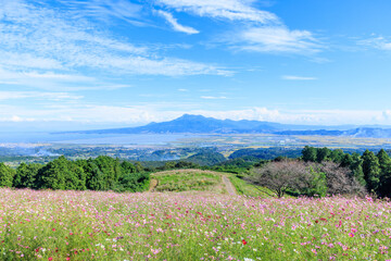 白木峰高原のコスモスと雲仙岳　長崎県諫早市　Cosmos of Shirakimine Plateau and Mount Unzen. Nagasaki Pref, Isahaya City.